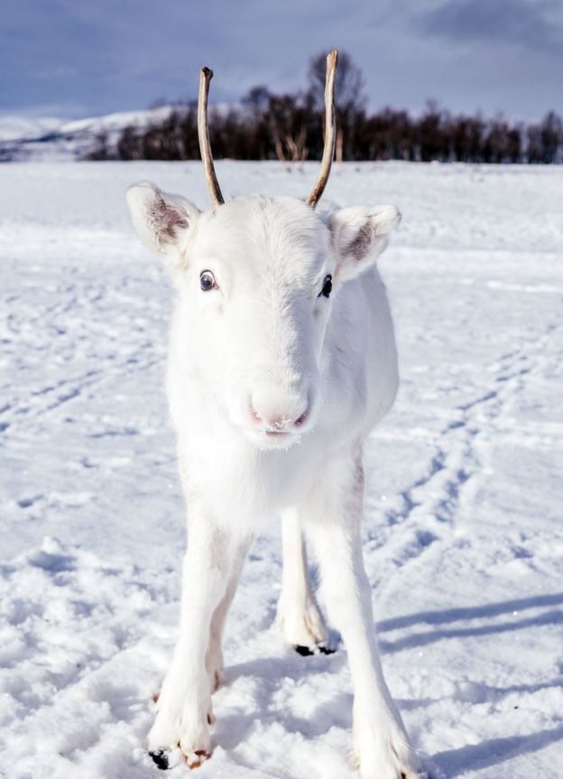 Filhote de rena branca pisando sob a neve, com o rosto virado para frente