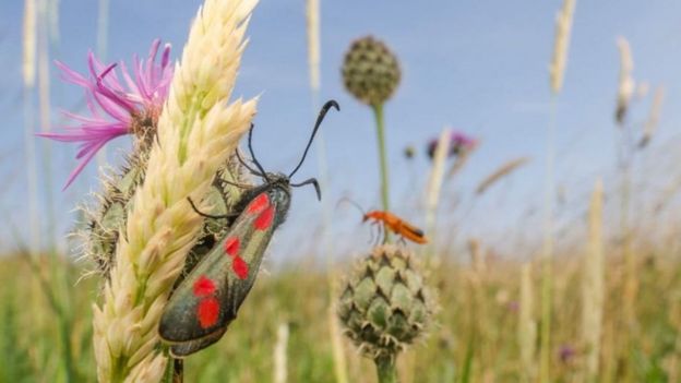 லூஸியன் ஹாரிஸுக்கு வயல்வெளியில் இருக்கும் ஒரு பூச்சியை புகைப்படம் எடுத்ததற்காக விருது வழங்கப்பட்டுள்ளது.