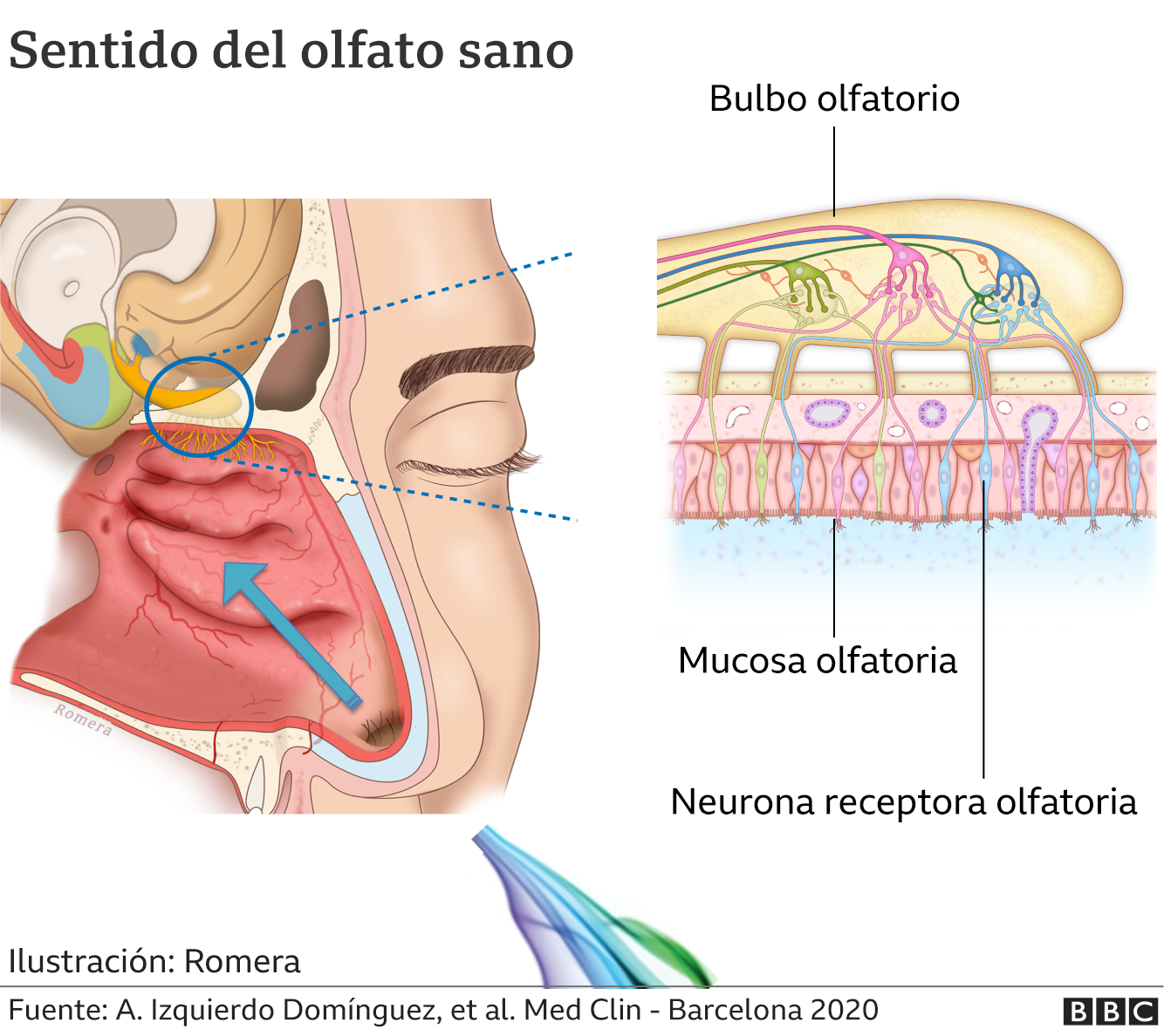 Gráfico del sistema olfatorio