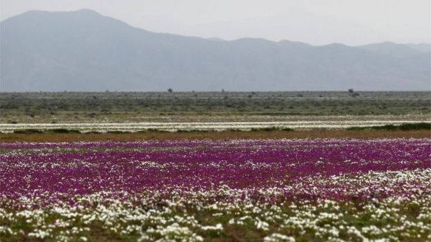 View of flowers in the Atacama Desert, Chile, on 22 August 2017