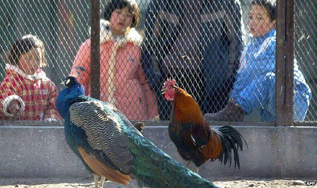 Children looking at a chicken and a pheasant at a zoo in China