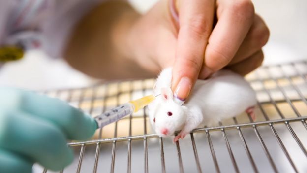 Un ratón de laboratorio recibiendo una inyección