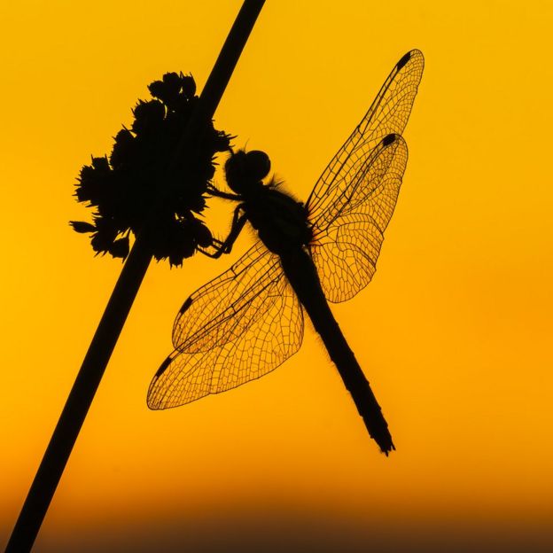 Photographer stops time to snap butterflies and birds - BBC News