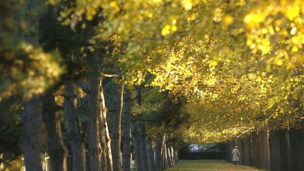 Gingko trees