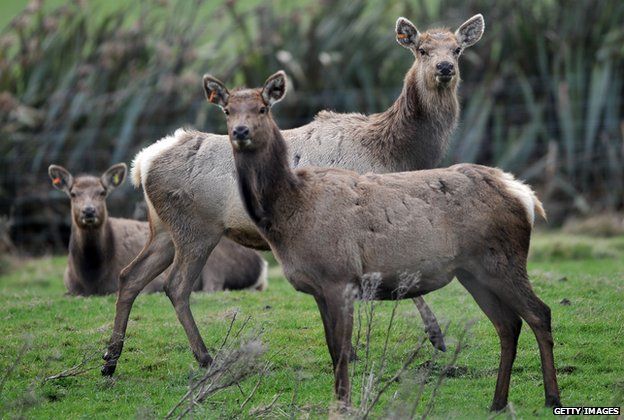 Deer stand alert on a farm near Bluff, New Zealand, on 14 September 2011.