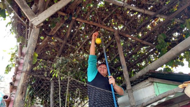 Vecina de la Comunidad de Eliseo Collazos en Lima recogiendo una fruta