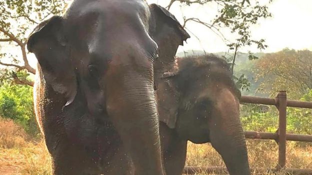 Rana e Maia, as novas amigas de Ramba no santuário
