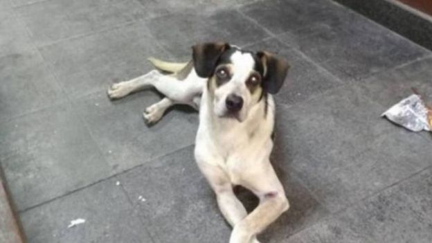 Foto do cachorrinho branco e preto que foi espancado em uma loja do Carrefour