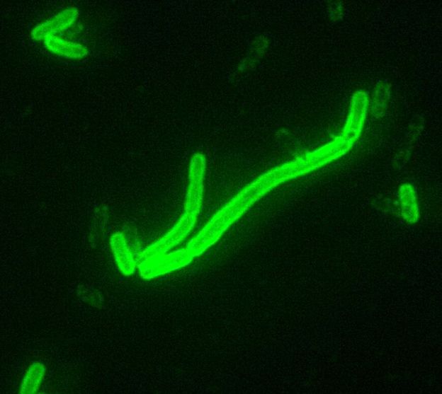 bactéria Yersinia pestis