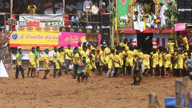 ஜல்லிக்கட்டு