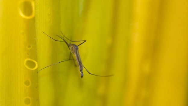 Mosquito sobre folha amarela