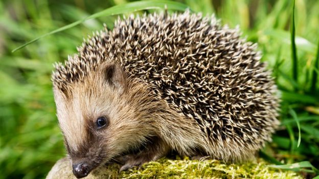 'Worryingly low' hedgehog numbers across countryside - BBC News