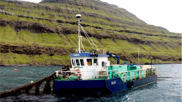 Seaweed farming Faroe Islands