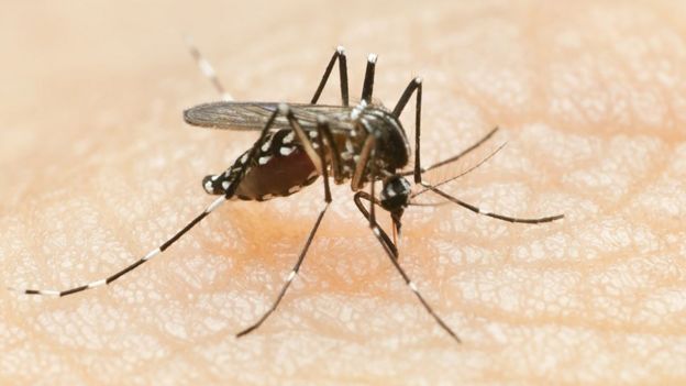 La epidemia de dengue de 2019 en América Latina fue una de las más extendidas y graves que se han registrado.