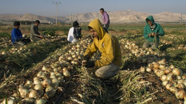 Palestinian farmers work in an onions field in the Jordan Valley on January 8, 2014.