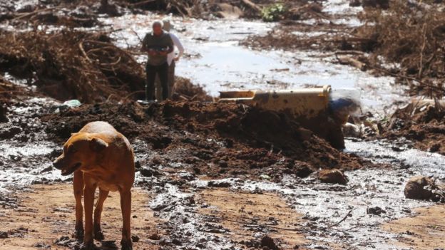 Cachorro e pessoas em meio a lama causada por rompimento de barragem em Brumadinho