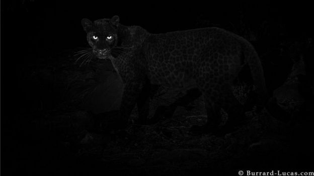 Sangat langka, black panther alias macan kumbang 'untuk pertama kalinya' tertangkap