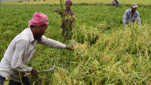 বাংলাদেশের হাওর অঞ্চলে নির্দিষ্ট সময়ের মধ্যে ধান কাটা না হলে বৃষ্টিতে সেখানে পানি উঠে ব্যাপক ক্ষতি হয় ফসলের।
