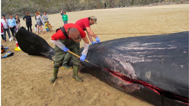 How do you do a post-mortem examination on a whale? - BBC News