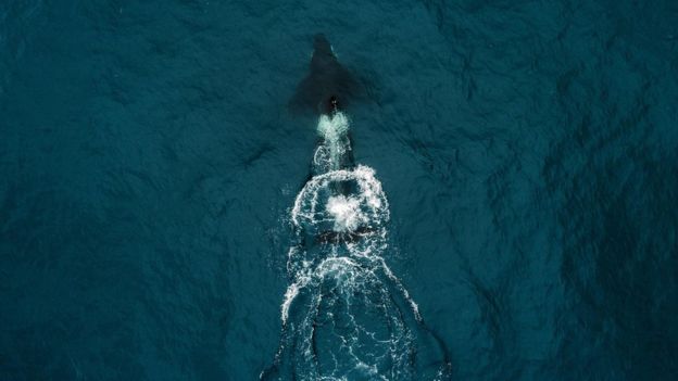'Baleia assassina' no mar
