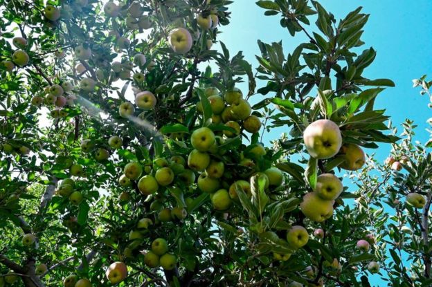 Apples are ready to be harvested in an orchard in Shopian district of southern Kashmir valley.