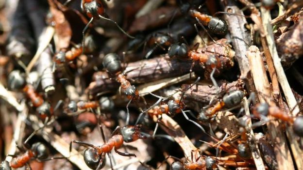 Image result for ants bees and penguins