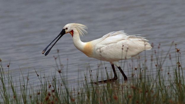 Rare birds to be protected at Poole Harbour - BBC News