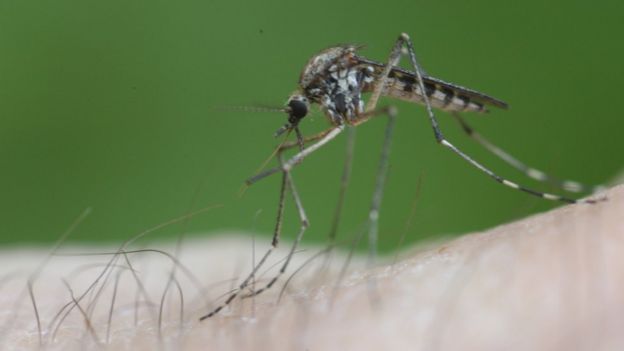 Mosquito