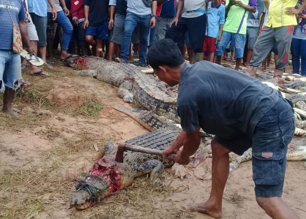 Homem golpeia crocodilo com um machado