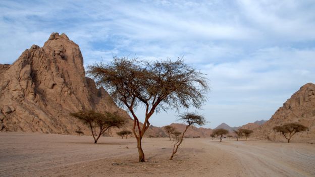 Árbol de acacia en el desierto en Egipto