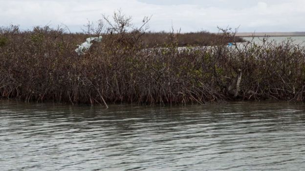 A picture taken after the hurricane shows the damage the mangroves suffered