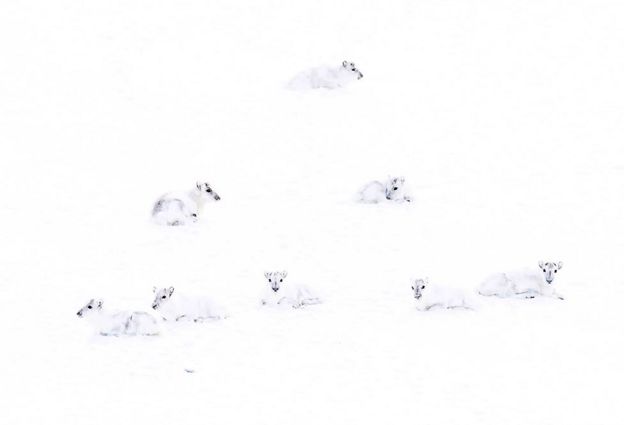 جماعة من أيائل الرنة القطبية البيضاء