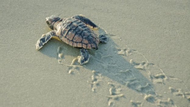 Temperature Controlled Turtle Sex Gene Found Bbc News