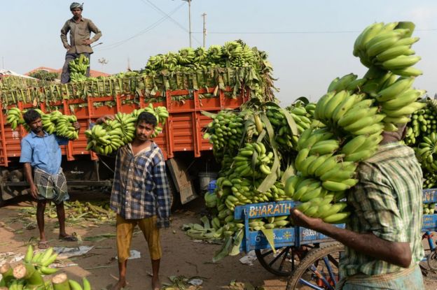 Indian vendor carry bunches of bananas at a wholesale market in Chennai on February 1, 2019.
