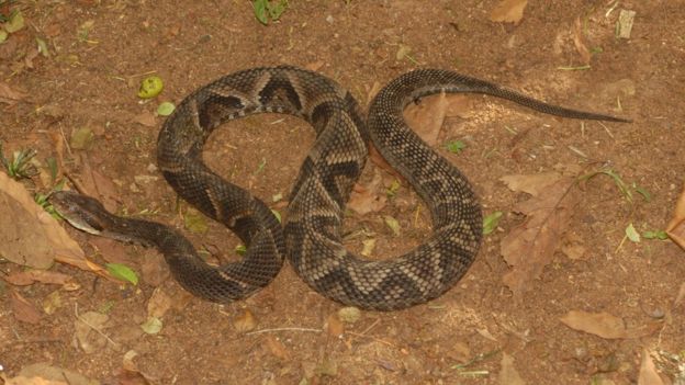 Serpente do Parque do Estado comparada a uma do litoral