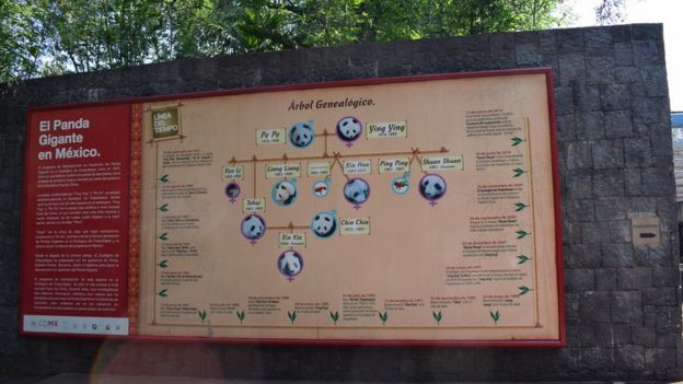Un muro en el zoolÃ³gico explica la relaciÃ³n familiar entre los pandas de MÃ©xico.