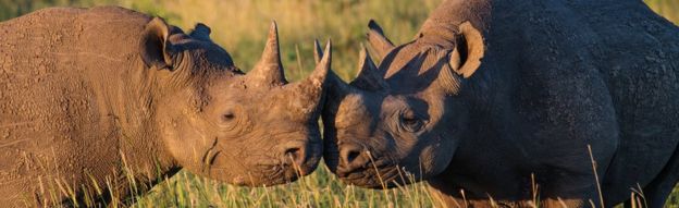 Rhinos in South Africa