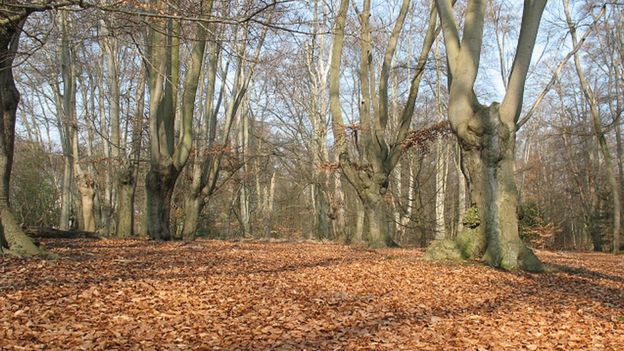 Epping Forest in autumn