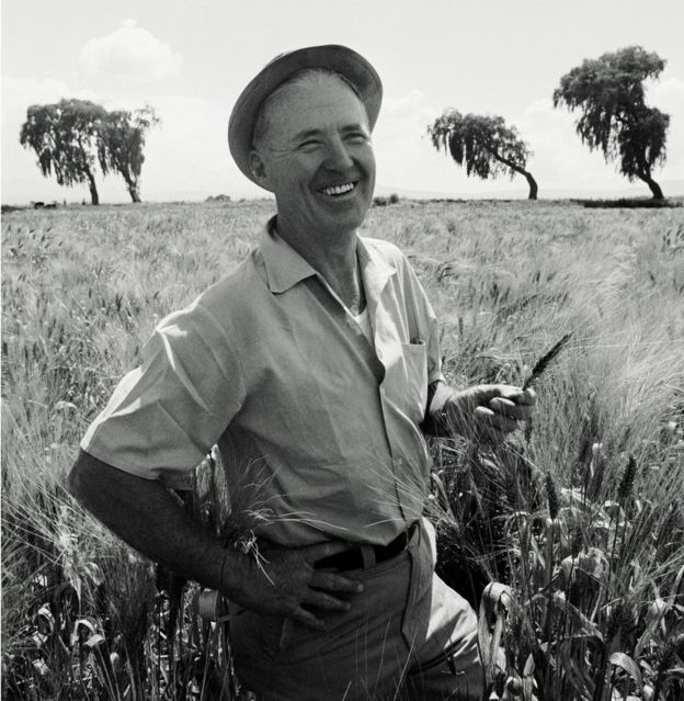 Борлоуг отримав Нобелівську премію миру за свою роботу