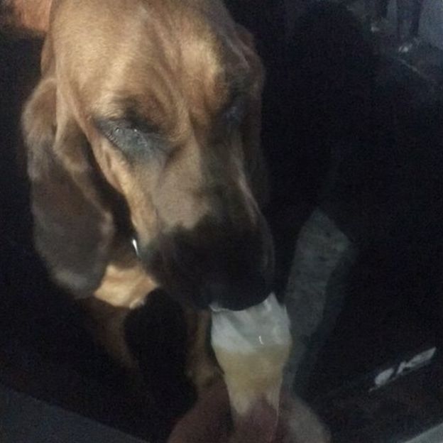 Cão farejador da polícia da Flórida