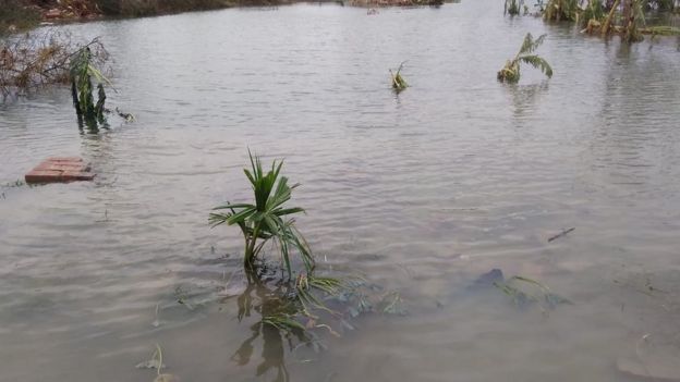 Flooding from contaminated sea water, has likely destroyed the soil.