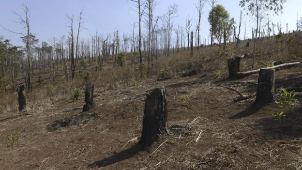 La pérdida de bosques ha sido parte del sacrificio. Foto: GETTY IMAGES