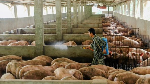 Homem limpando porcos em Guanga, na China.