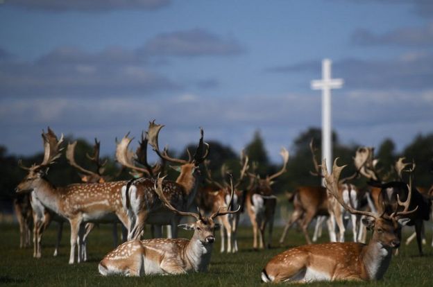 ஒய்வில் மான்கள்