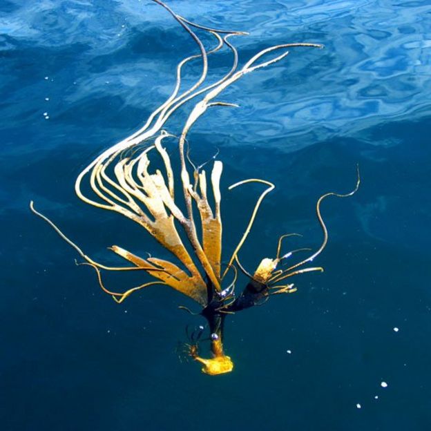 Alga hallada en la Antártica flotando en el mar