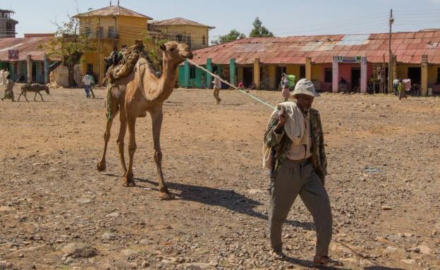 رجل يقتاد بعيرا في المنطقة المسلمة من أسكوم