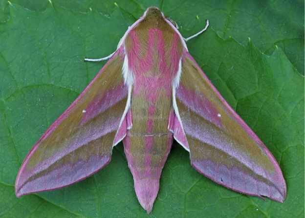 Elephant moth