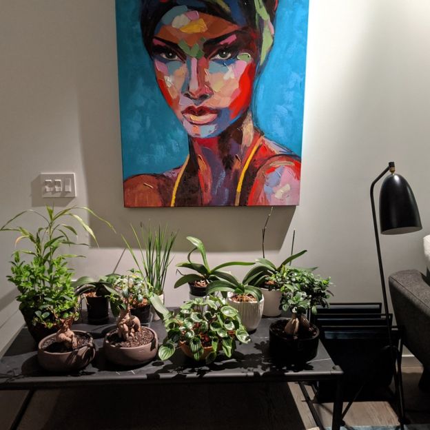 Leena brought the office plants home to try to bring them back to life.