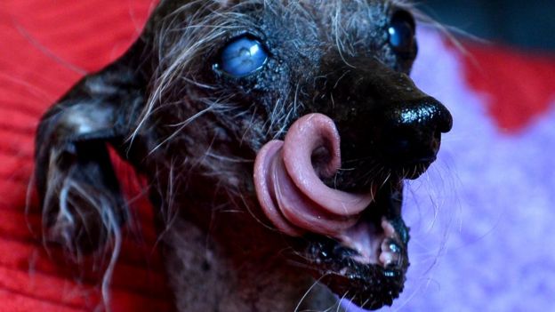 Chinese-crested mix dog Chase close-up