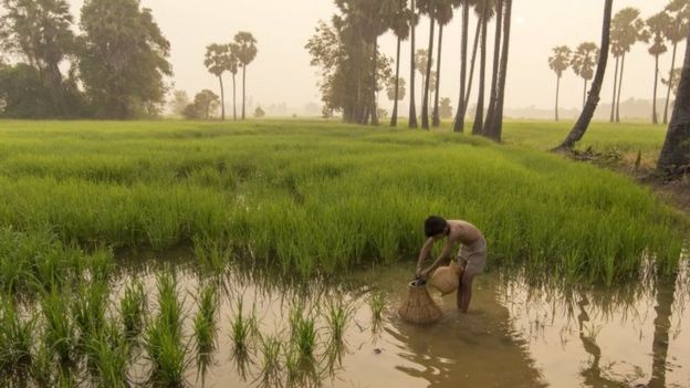 Una platanciÃ³n de arroz